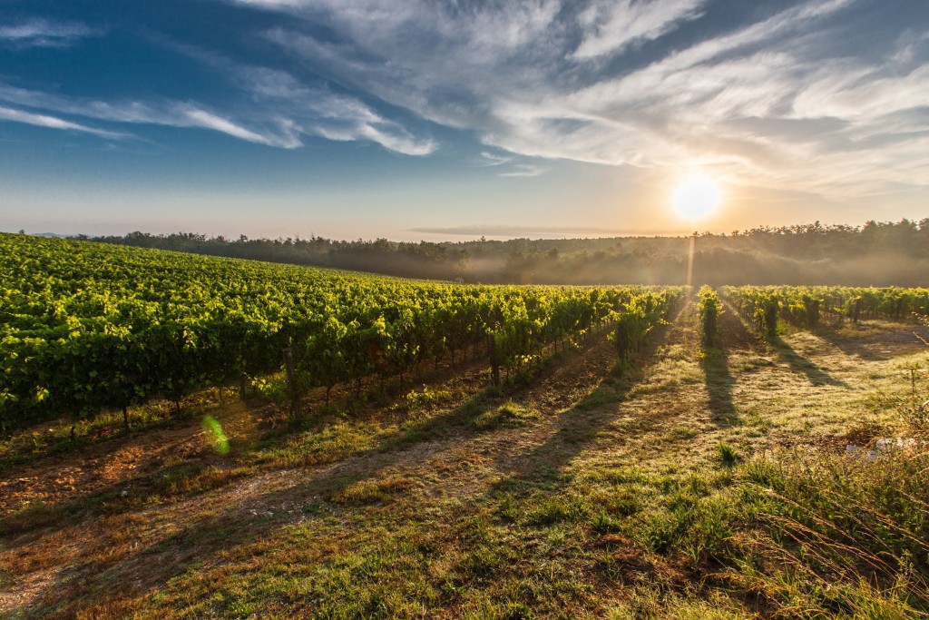 Vino biologico