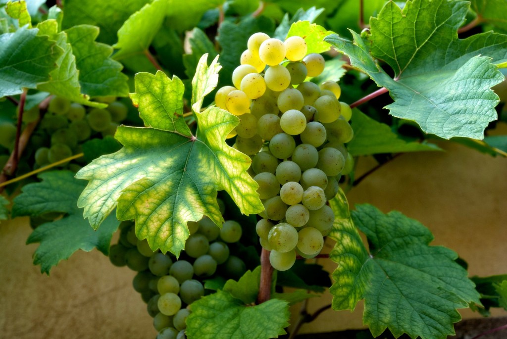 vitigni uva bianca