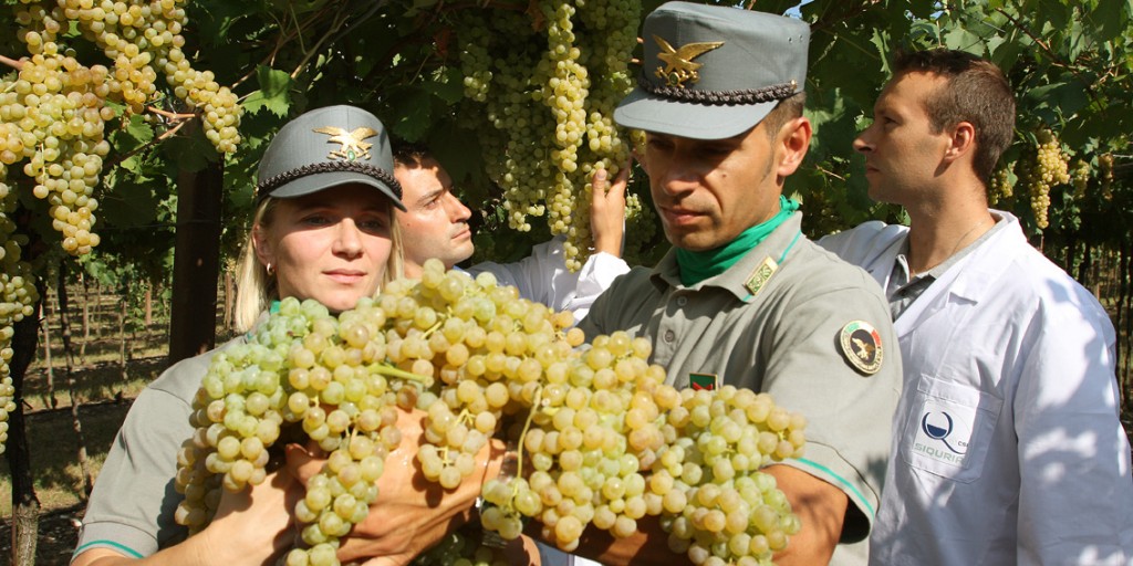 Testo Unico del Vino controlli Forestale