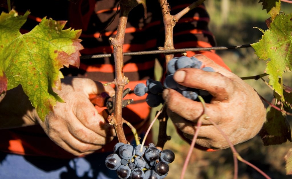 vendemmia