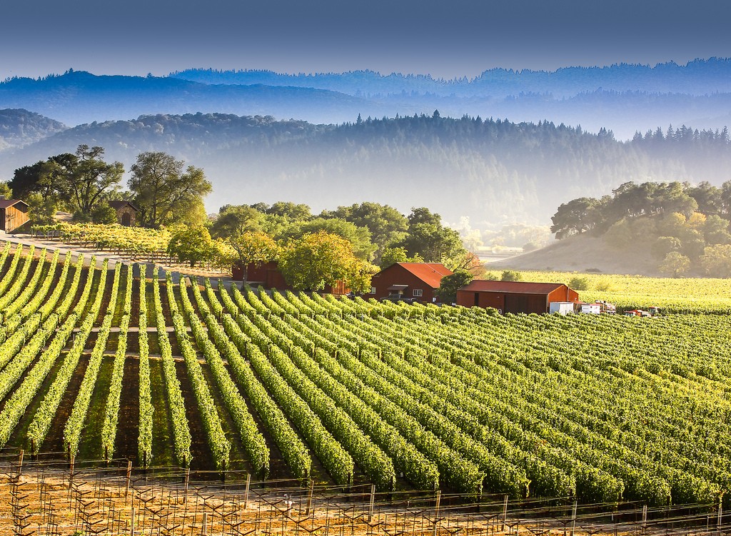 Studiare il vino Napa Valley