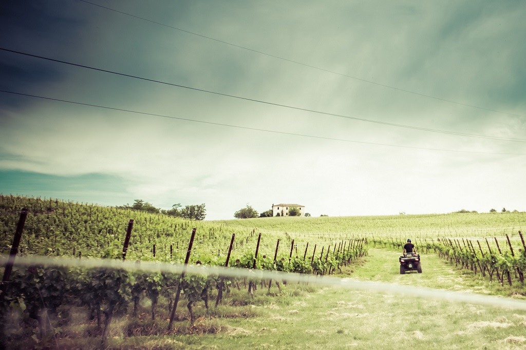 Vendemmia 2016 Oltrepò Pavese