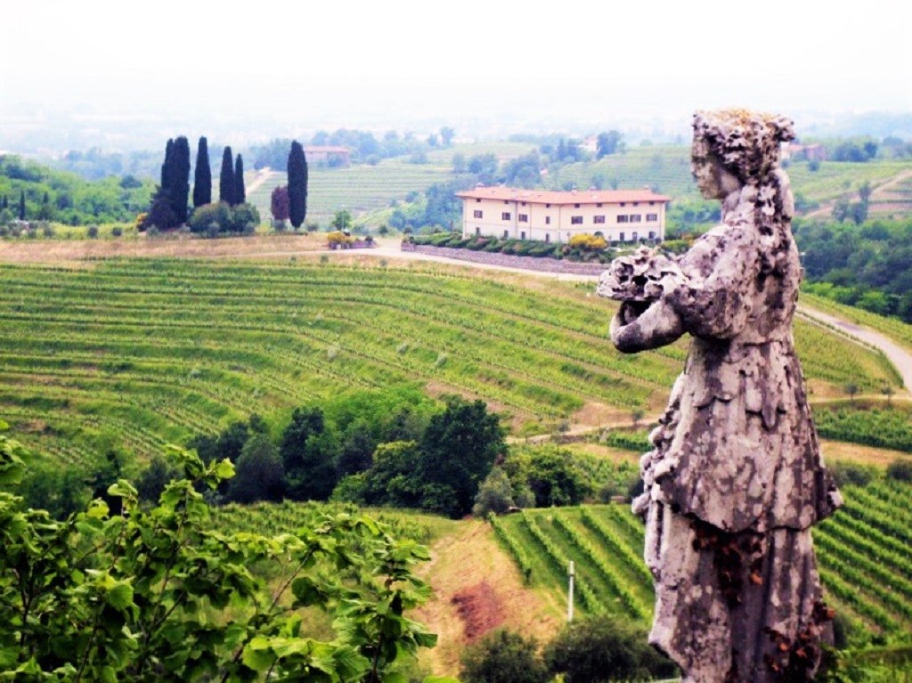 Pinot Grigio vigne del Friuli