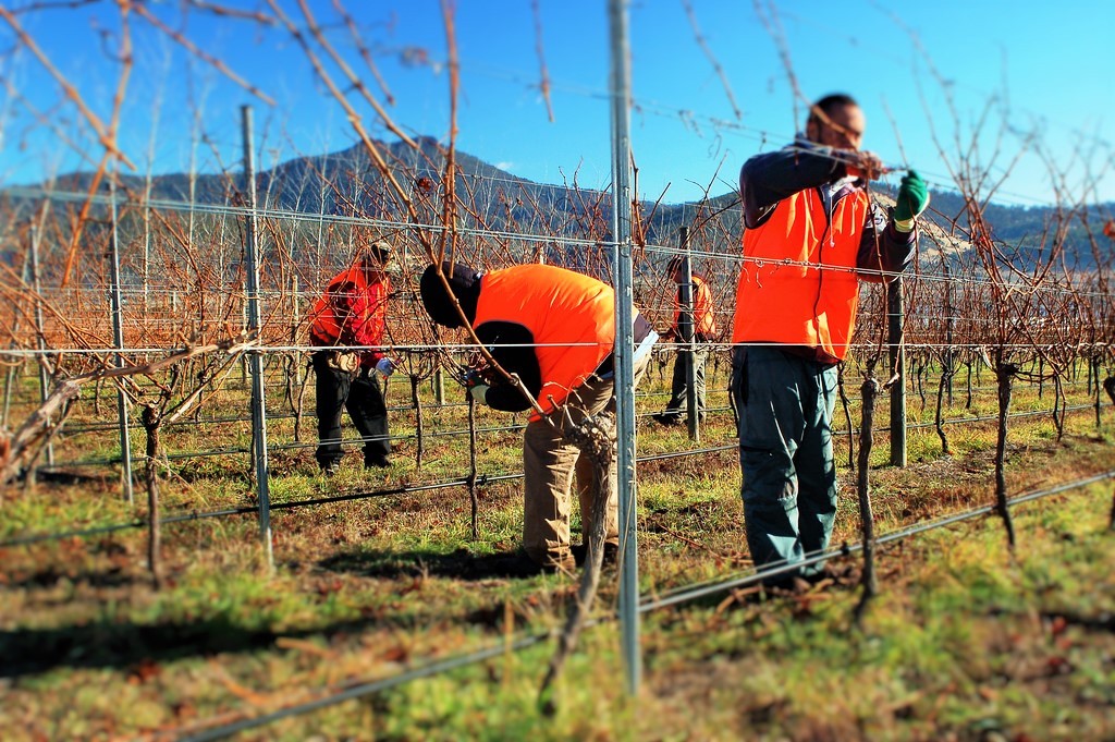 studiare il vino - lavoro in vigna