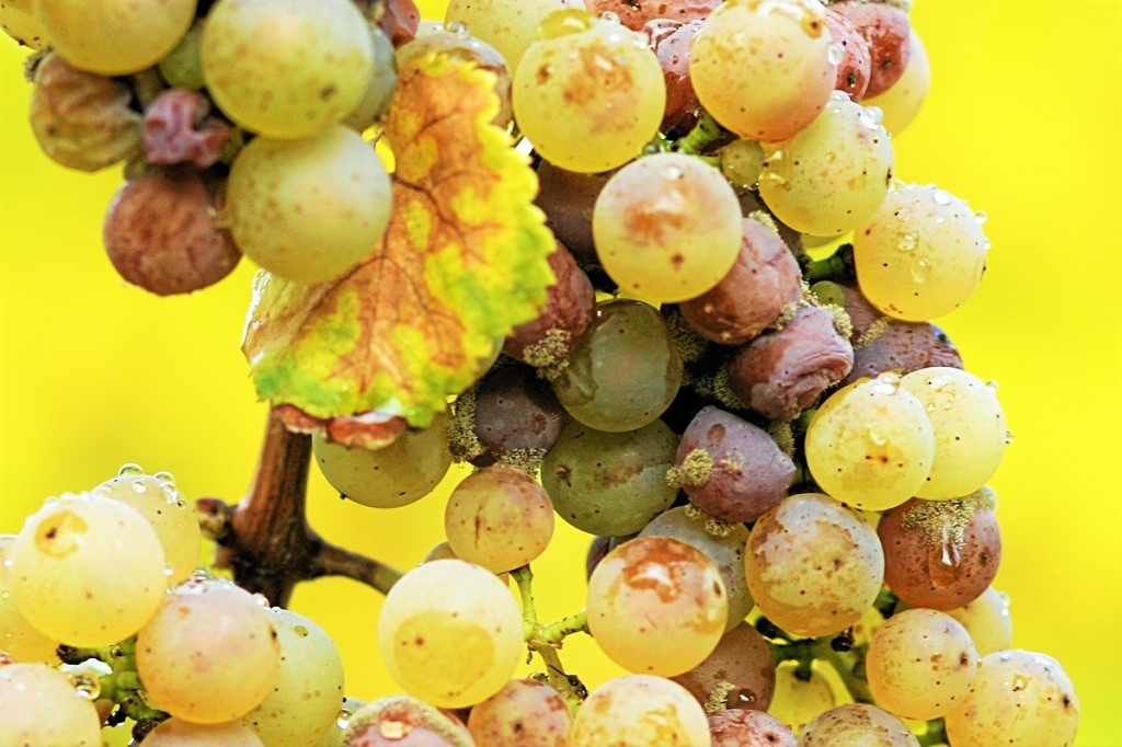 Pinot Grigio uva fungo