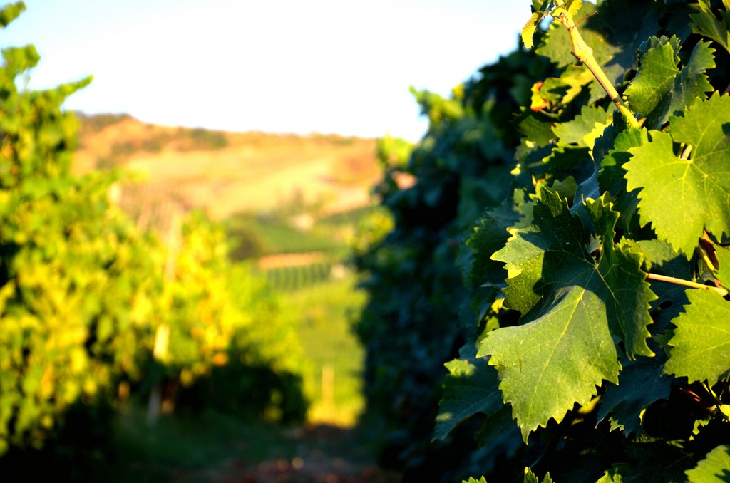 vino corretto - vigneti