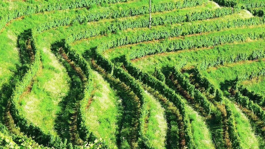 Spergola - vigneti - generico