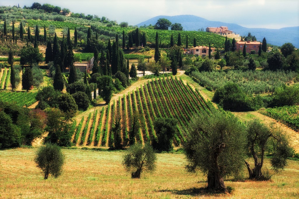 vino al calice - vigne toscana italia