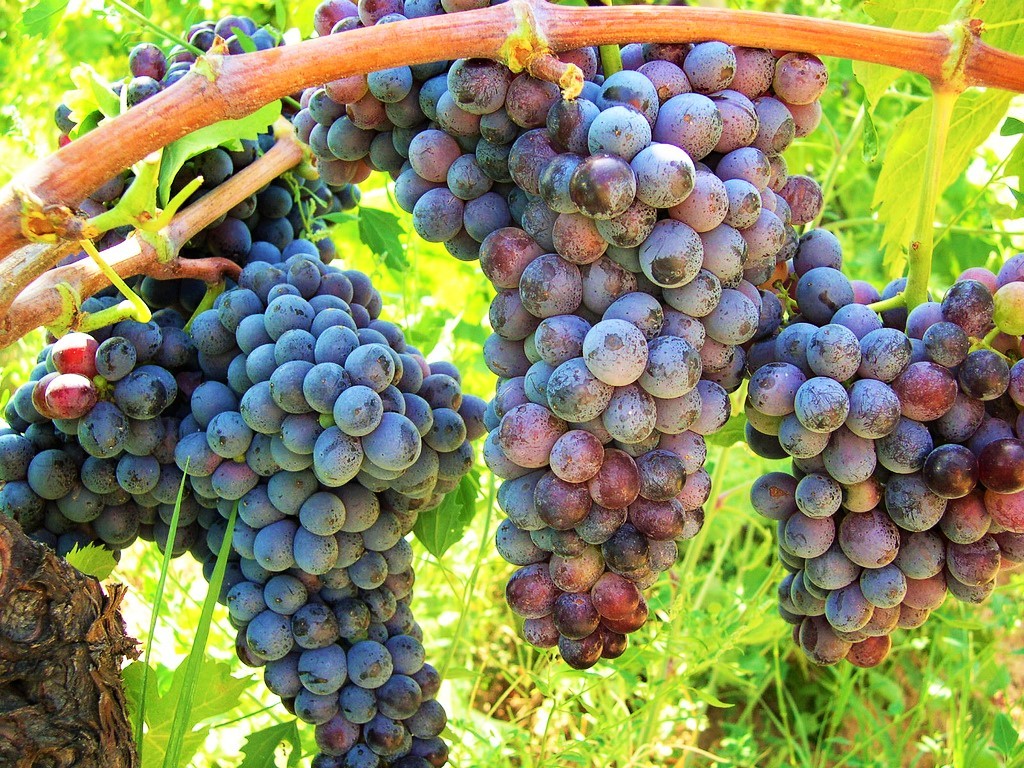 vino calabrese - uva gaglioppo