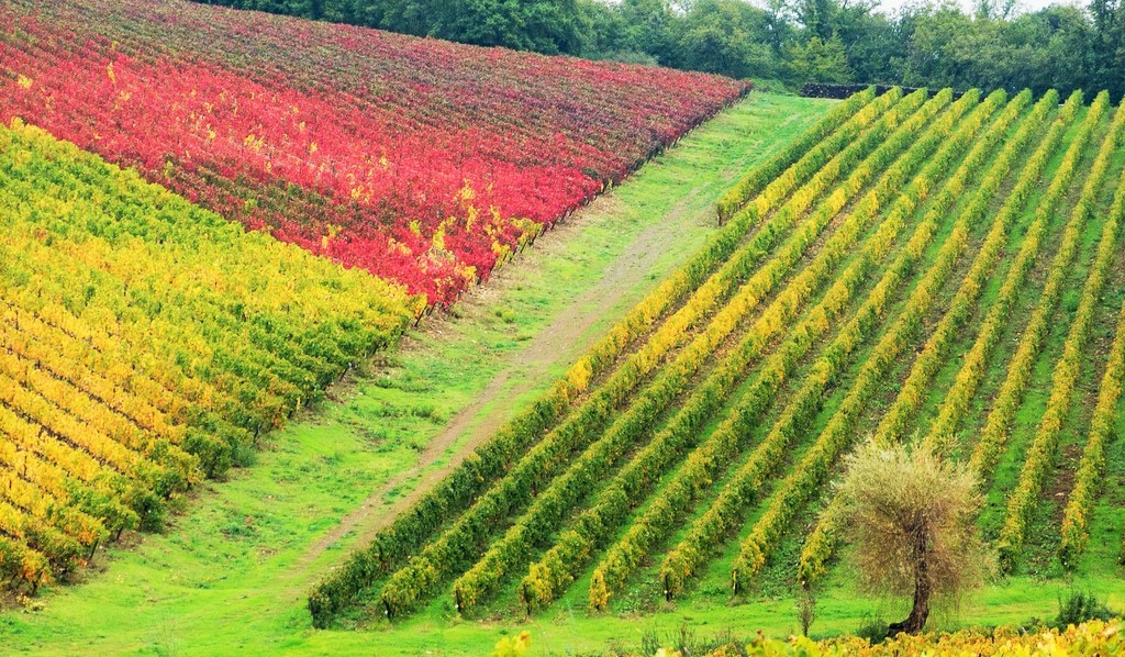 enoturismo e vino - unesco - chianti