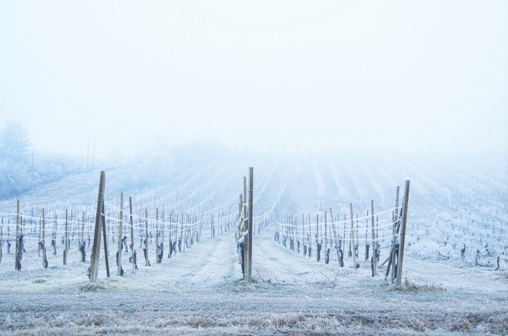 vino - vigne neve