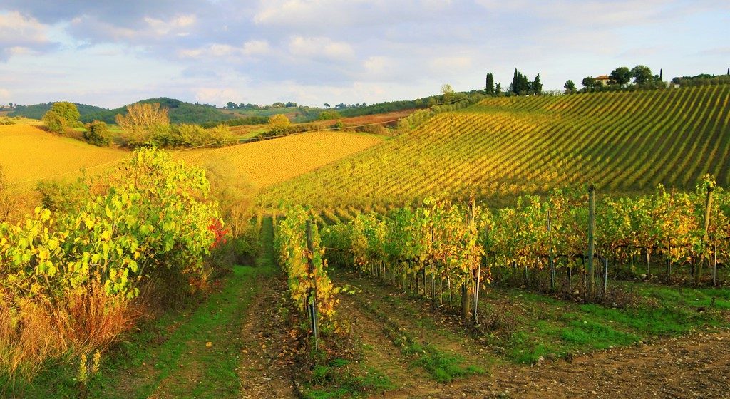 vino bio - vigne-siena