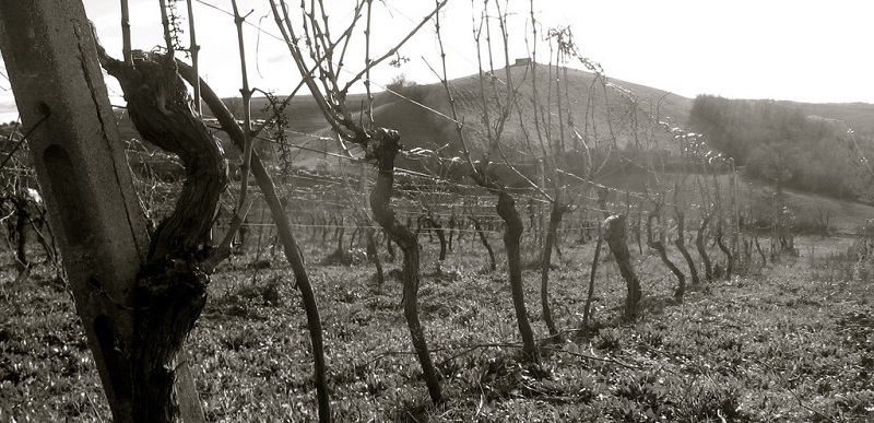 testo-unico-del-vino-vigne-storiche