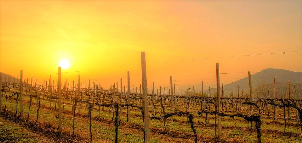 vendemmia-2016-monte-fasolo-veneto