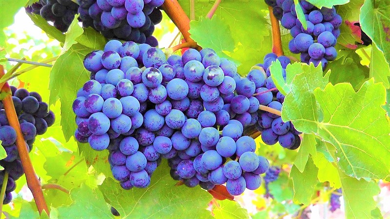 vendemmia 2016 - uva generico