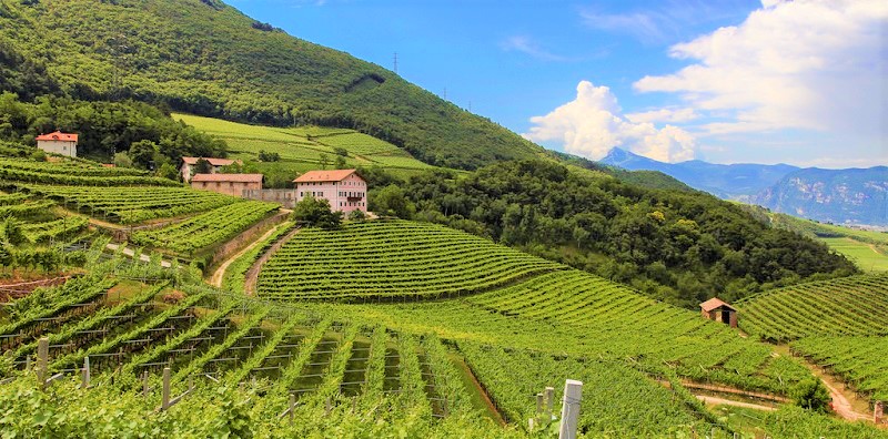 vendemmia-2016-vigneti-trentino