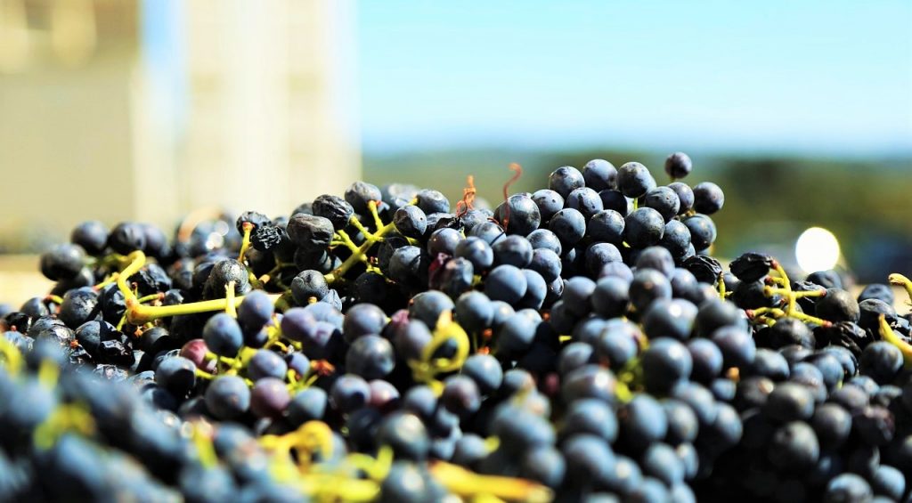 Cantine Aperte uva-generica