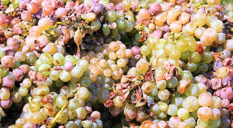 Prosecco Treviso-uva-malvasia