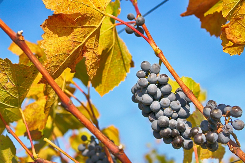 vino sostenibile -uva-generico1