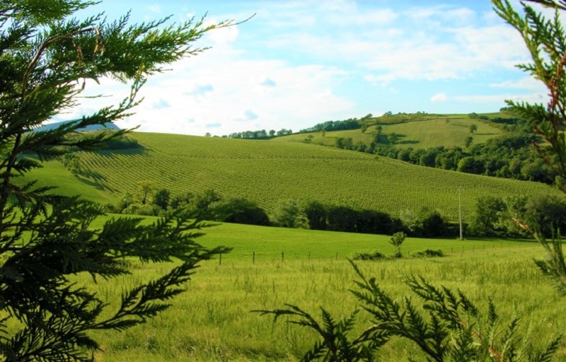 vino bio vigna verdicchio