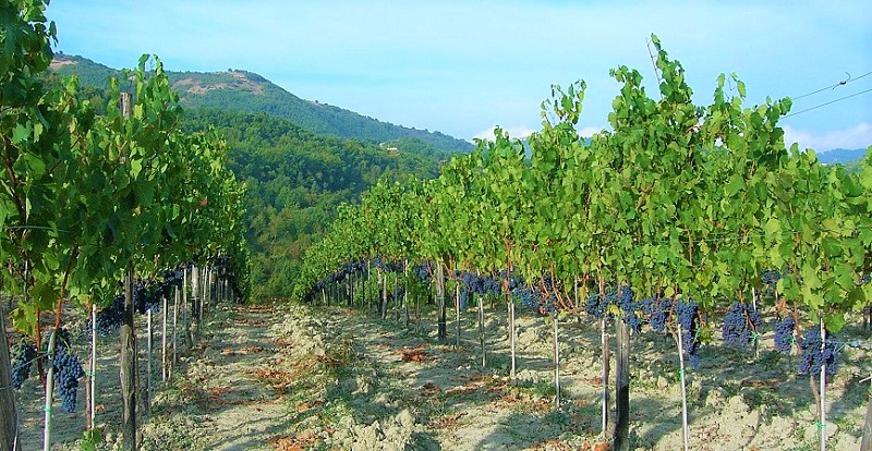 vitigni-dimenticati-vigna-cesenese-daffile