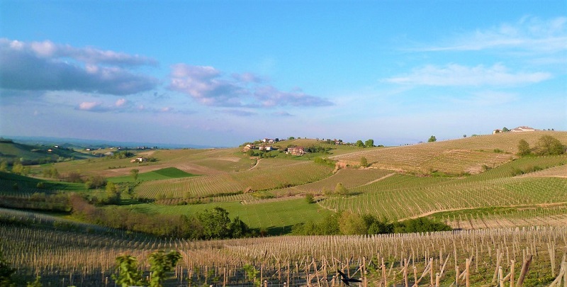 monferrato-nebbiolo-doc-paesaggio