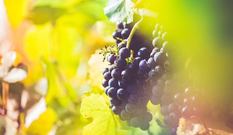 salone dei vini naturali piacenza-uva-generico