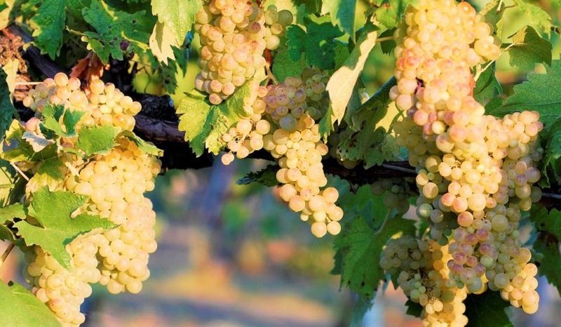 vernaccia di san gimignano uva