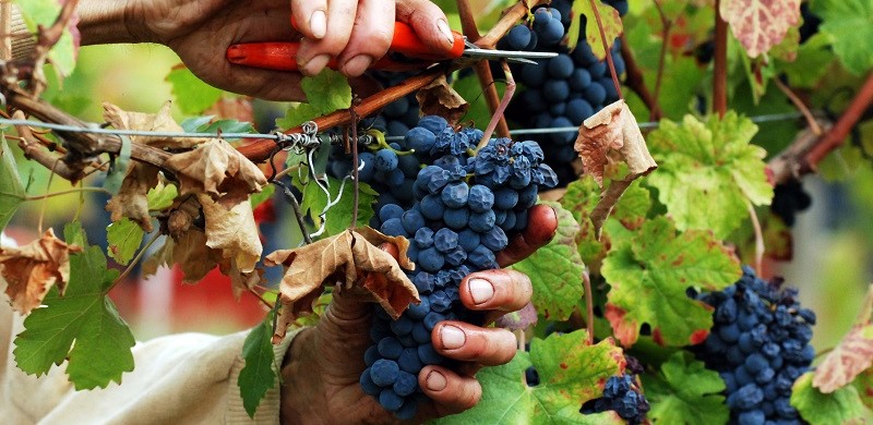 vini italiani nei ristoranti usa vendemmia