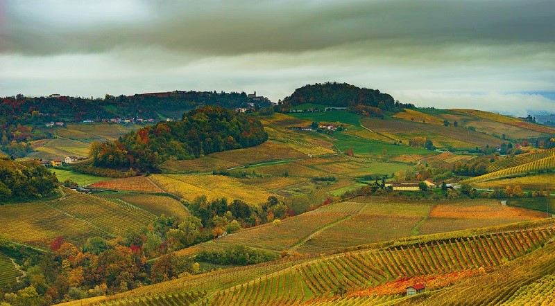 vino piemontese vigna barolo