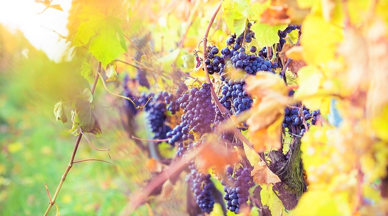 vino-rosato-vini-pugliesi