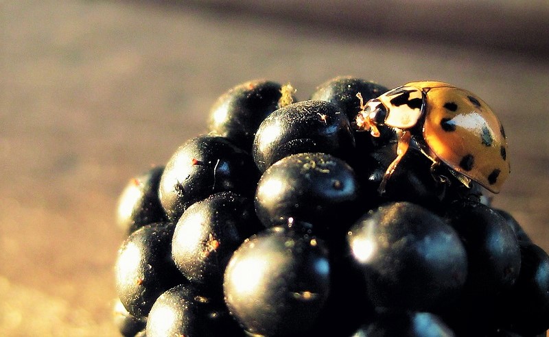 sempre più vino bio crescita -in-italia