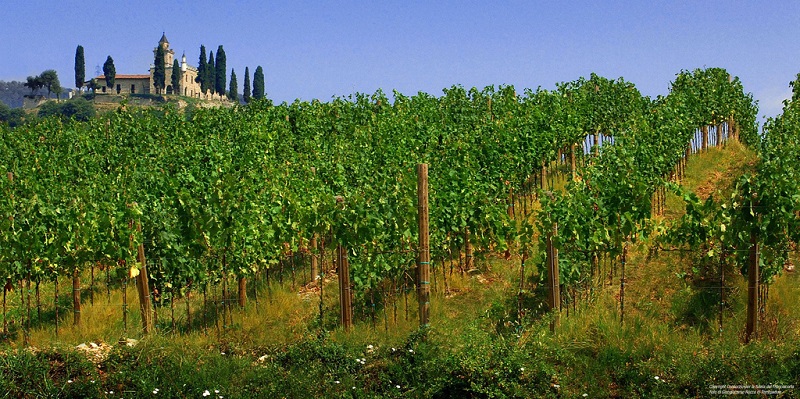 Ph: Fabio Ingrosso - Franciacorta, Vigneto con Santissima di Gussago. Fonte: Flickr (uso e modifiche consentite) 