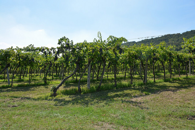 Pasquetta 2017 Vigne Negrar