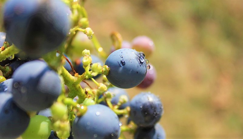 vinissage 2017-vini-biologici