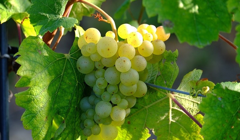 carta dei vini uva bianca