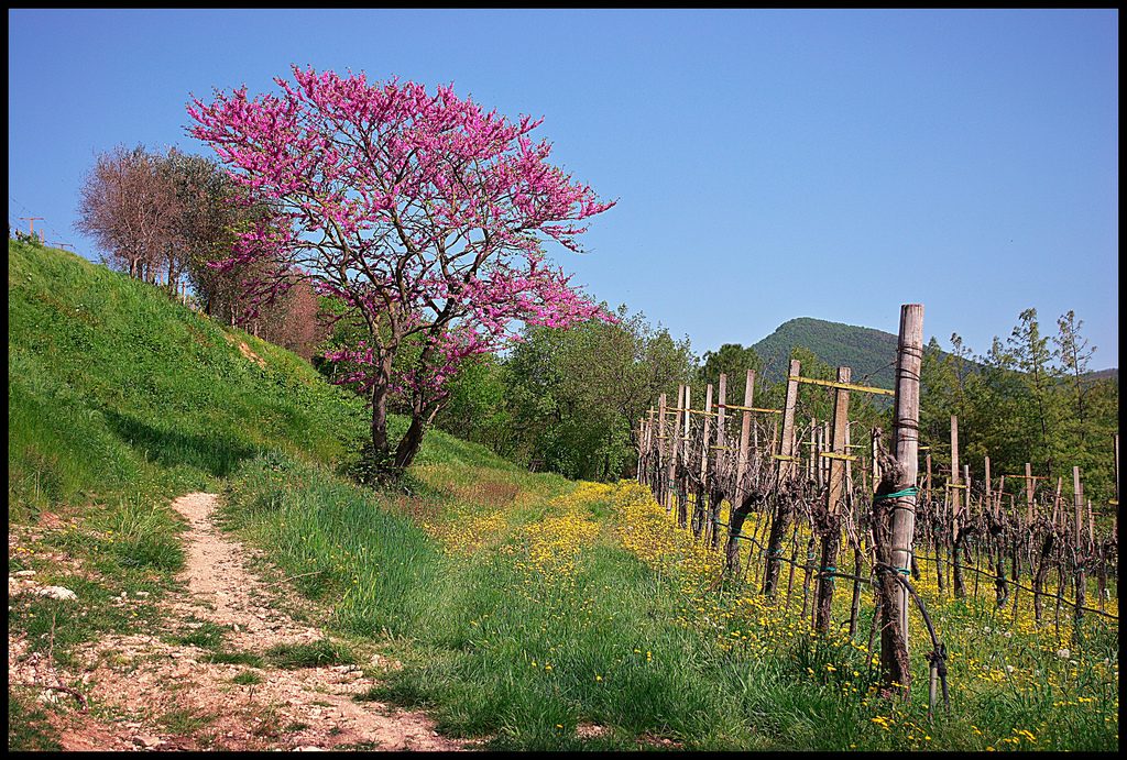 vini vulcanici-monte-cinto