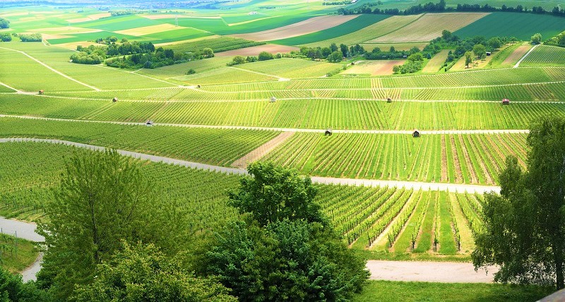 biodiversità -vigneti