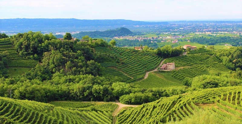 prosecco in festa vigne-veneto