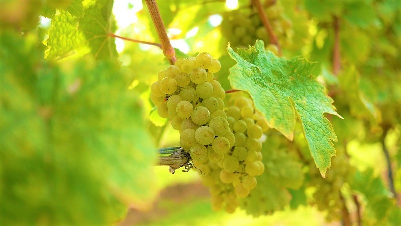 vini-naturali-grappolo-uva