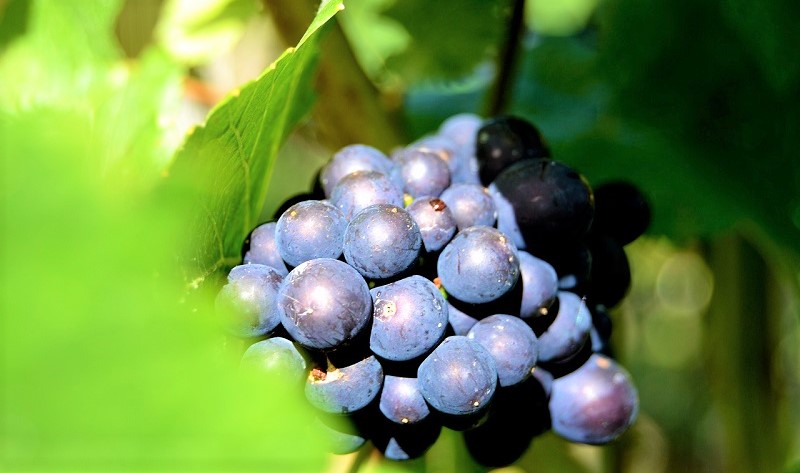 vino italiano-uva