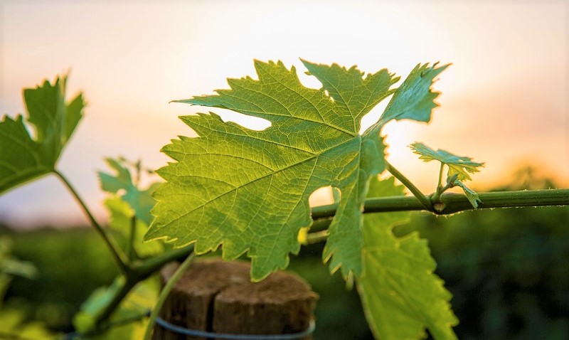 vino-trentino-vigna-generico