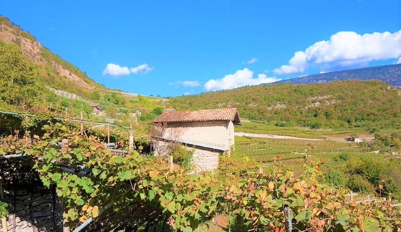 vino-trentino-vigna