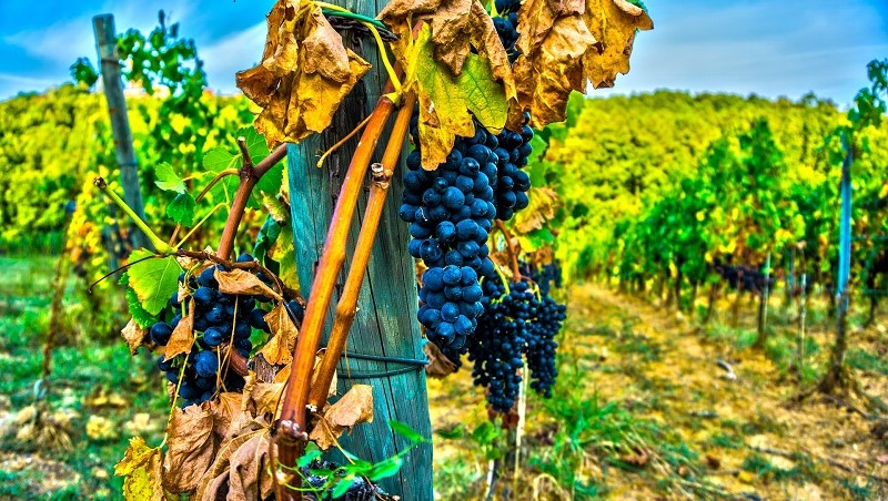 winebar uva-toscana