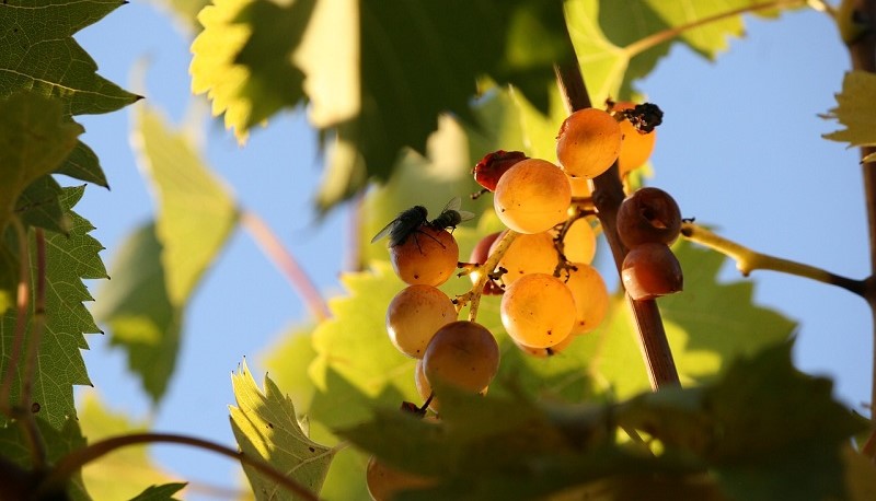 Carte dei Vini Uk  biologico