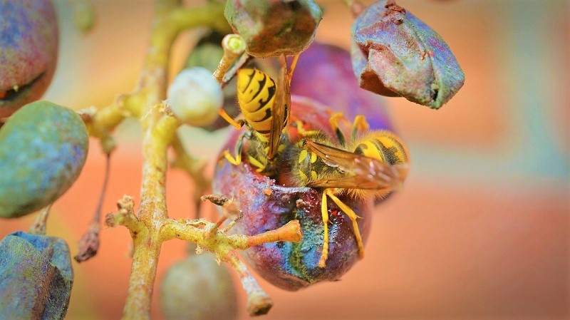 vino naturale sostenibilità