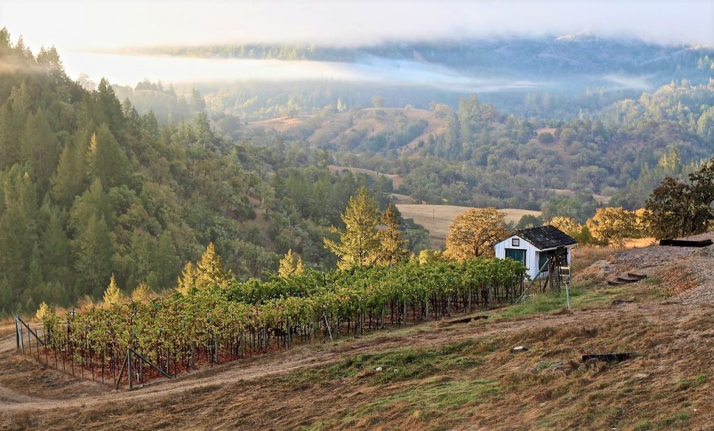 Sostenibilità del vino california