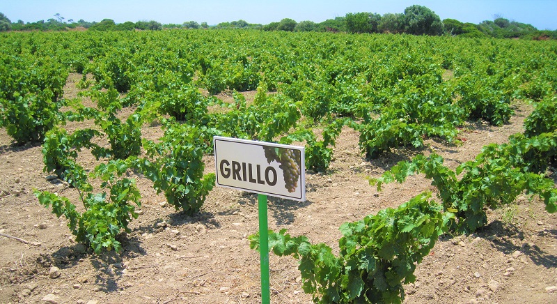 vino siciliano grillo