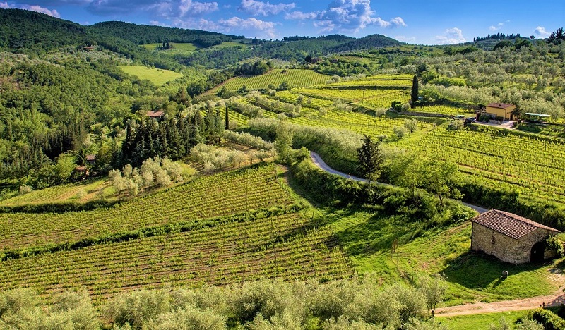 Ph: veduta su un vigneto in Toscana