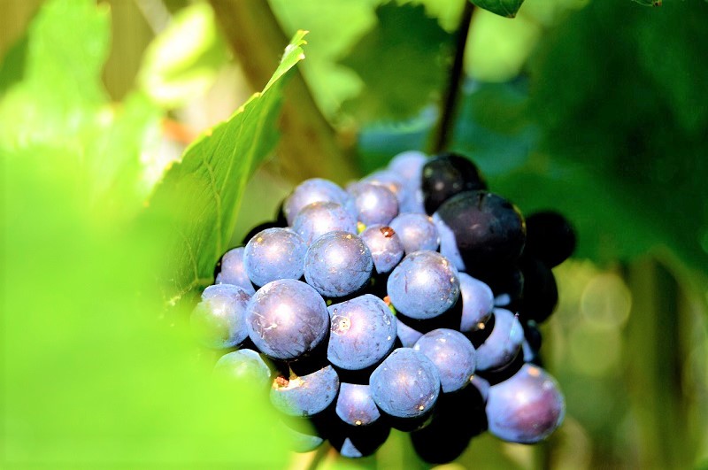 vite a risparmio energetico grappolo-uva